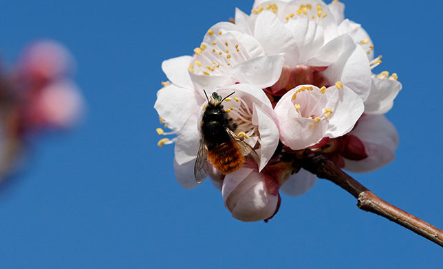 Osmia Cornuta (Gehörnte Mauerbiene), eine einheimische Wildbiene, bestäubt eine Aprikosenblüte im Frühling.
