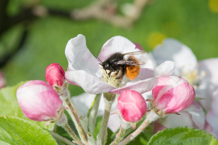 L'importance des abeilles sauvages pour la biodiversité et l'écosystème