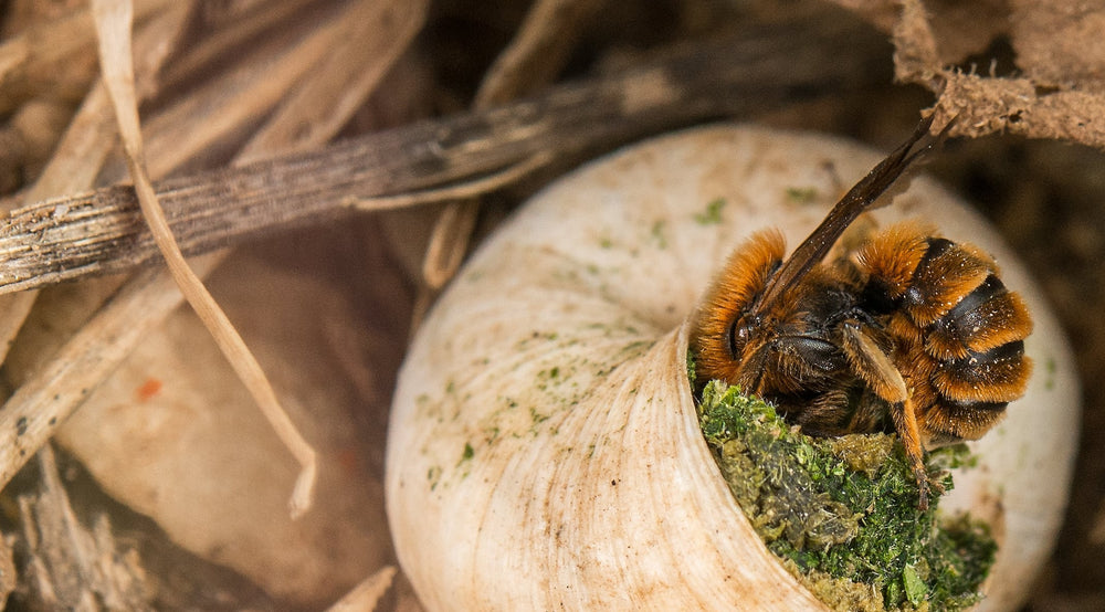 Insektenfreundlicher Herbst: So bereitest du deinen Garten optimal vor