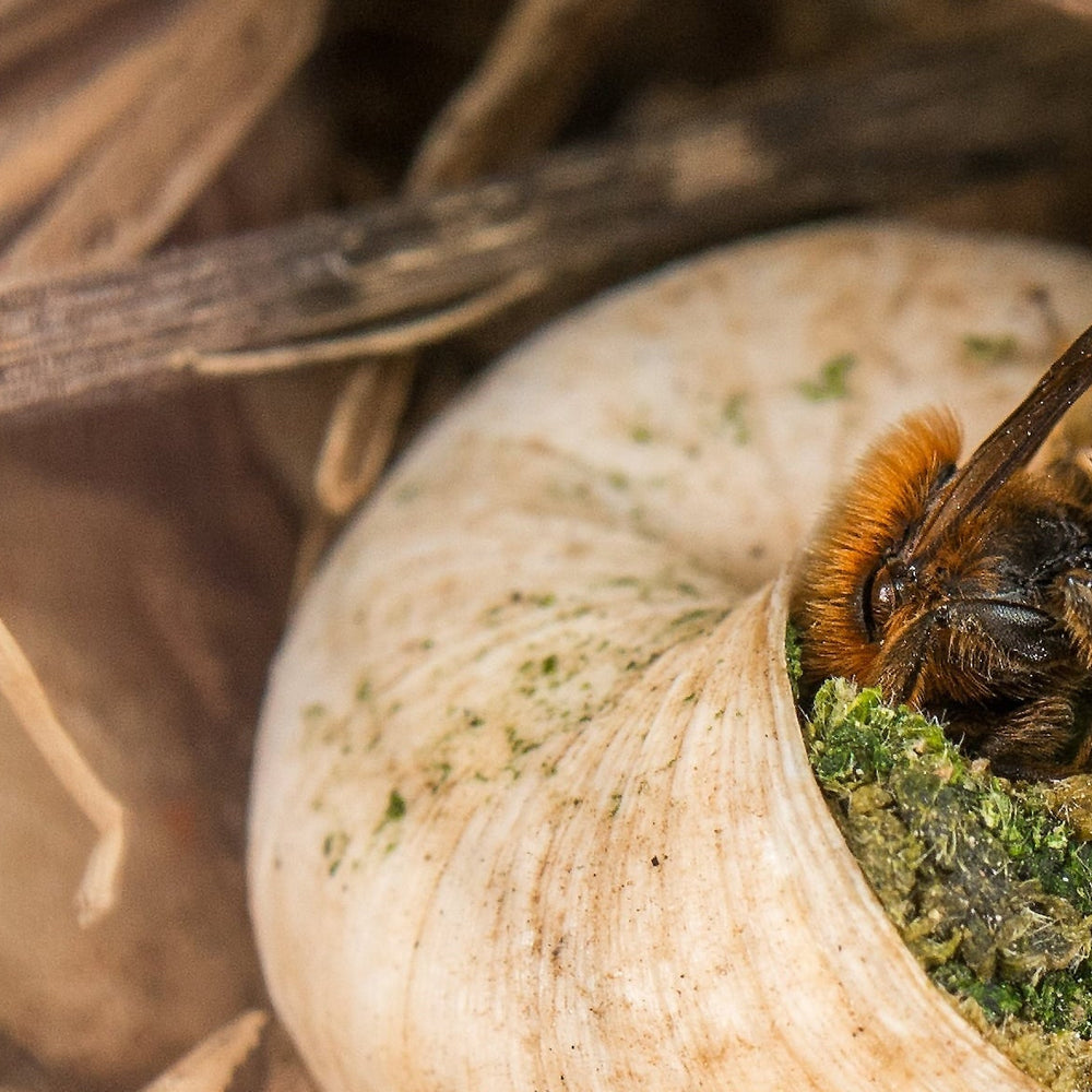 Insektenfreundlicher Herbst: So bereitest du deinen Garten optimal vor