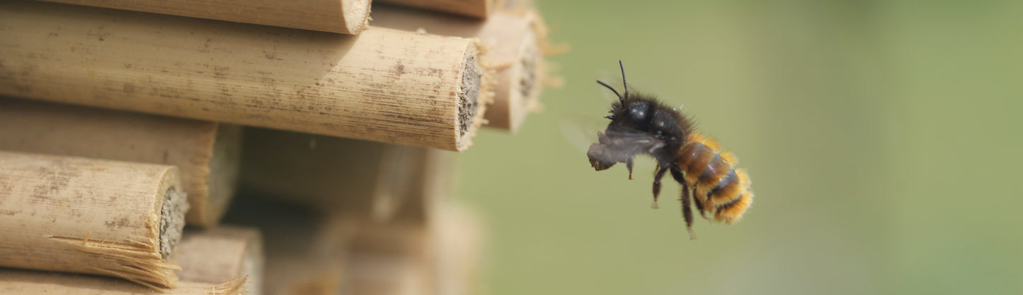 Lehm, Steine, Pflanzenteile: Was Mauerbienen alles in ihr Nest tragen