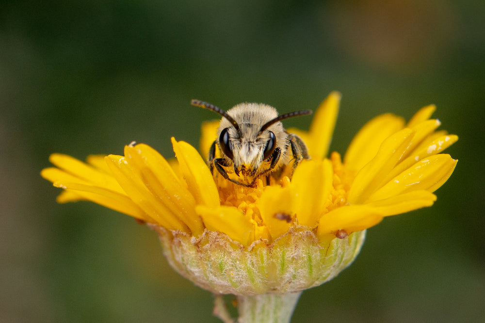 Le miracle de la pollinisation et le rôle crucial des abeilles sauvages