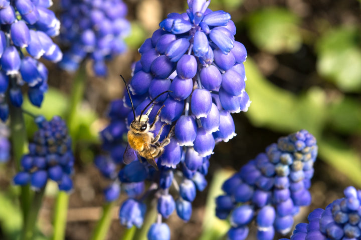Fleurs pour les abeilles sauvages