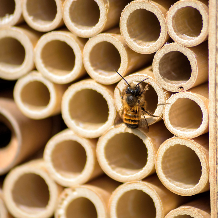 Mauerbiene an BeeHome Bienenhotel, Kritik Wildbiene und Partner von wildbee.ch