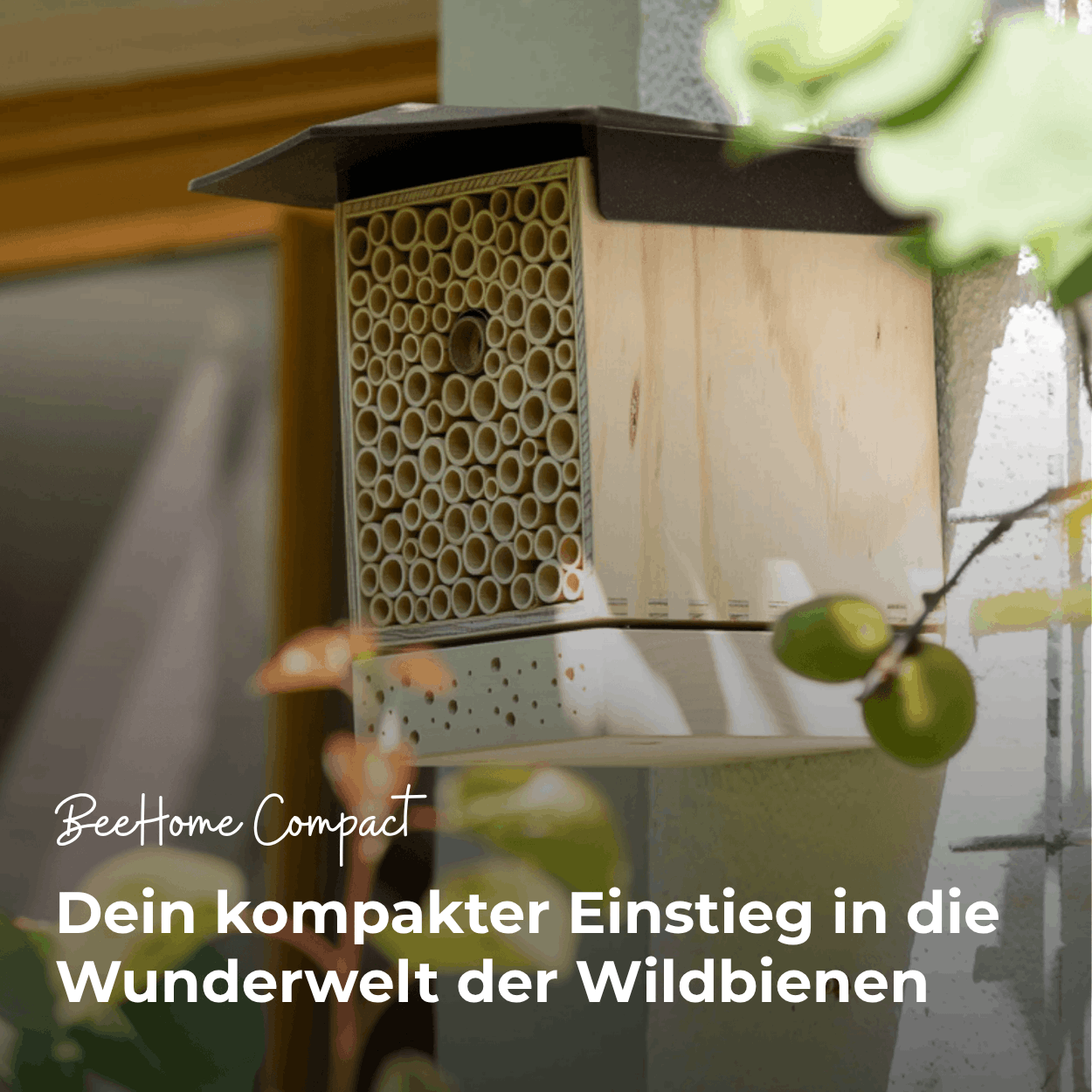 
                  
                    BeeHome Compact
                  
                