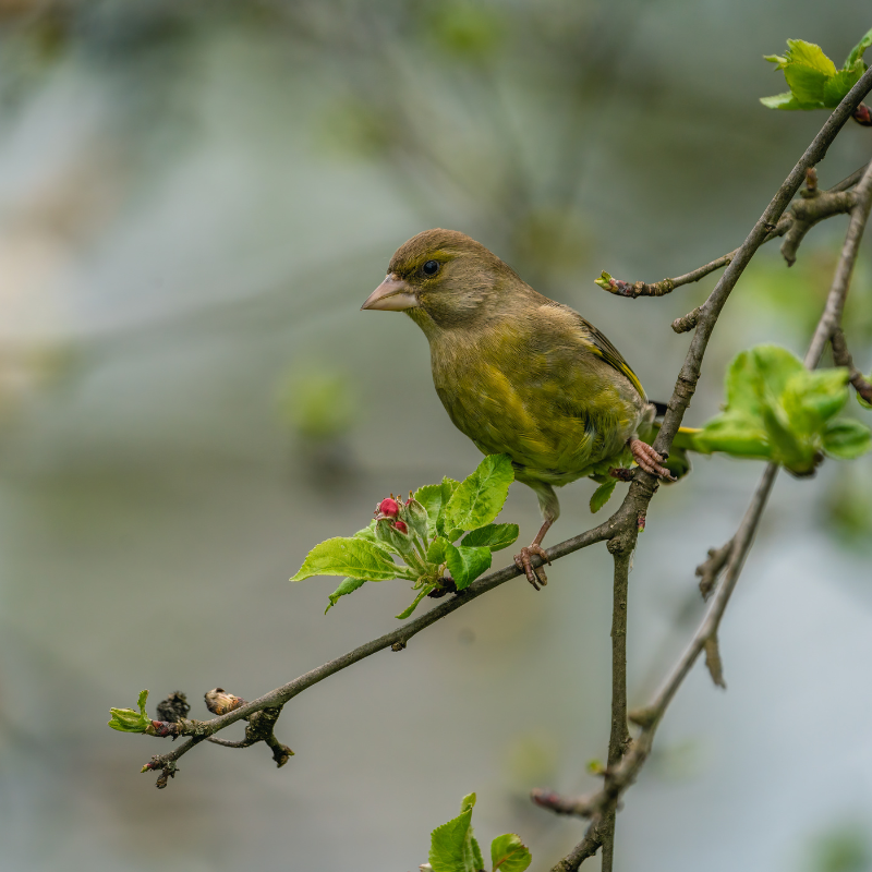 
                  
                    Fotograf der Vogelbilder: Marc Willi, Hobby-Wildlife-Fotograf und Ornithologe aus der Ostschweiz.
                  
                