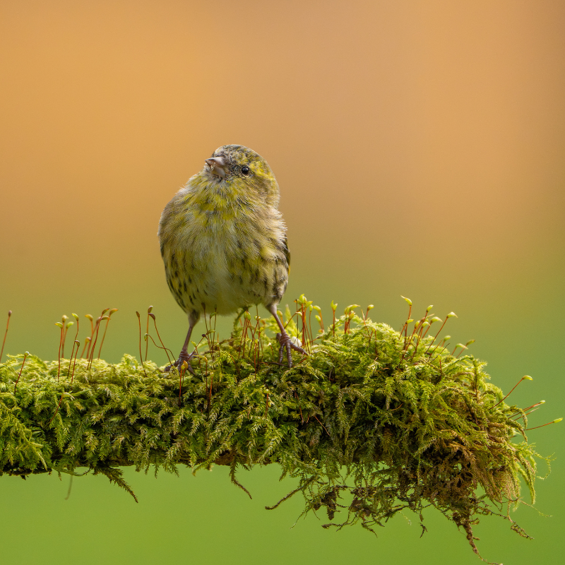 
                  
                    Fotograf der Vogelbilder: Marc Willi, Hobby-Wildlife-Fotograf und Ornithologe aus der Ostschweiz.
                  
                