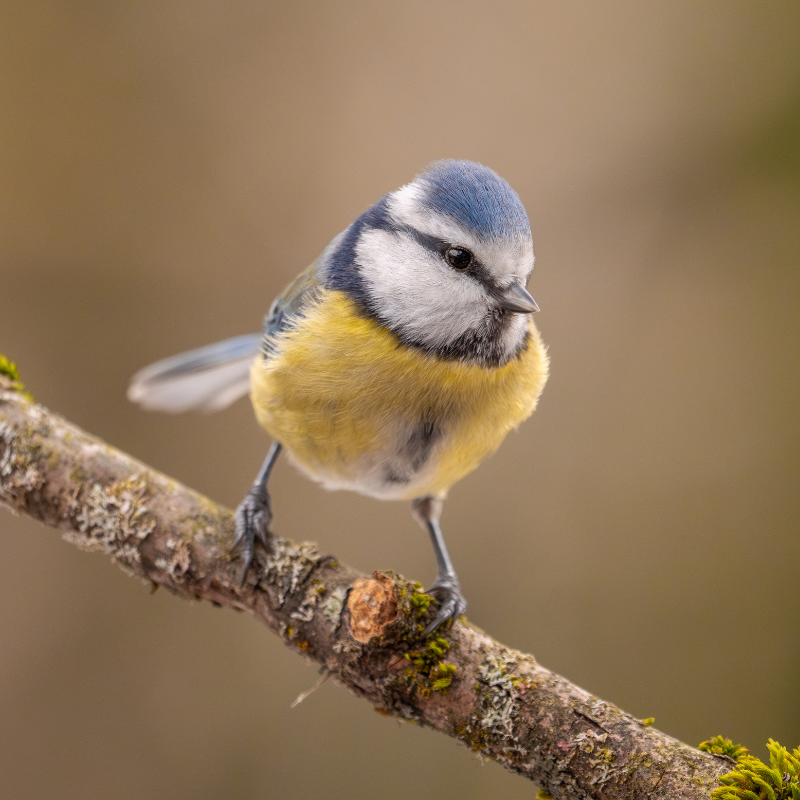 
                  
                    Fotograf der Vogelbilder: Marc Willi, Hobby-Wildlife-Fotograf und Ornithologe aus der Ostschweiz.
                  
                