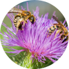 Habitat pour les abeilles sauvages et autres insectes