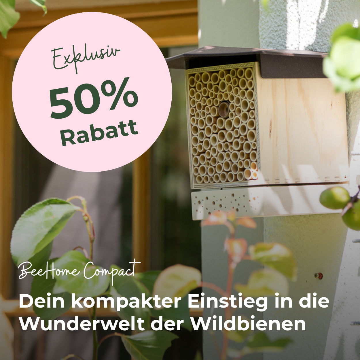 
                  
                    BeeHome Compact - Sonderpreis auf MyBeeHome
                  
                