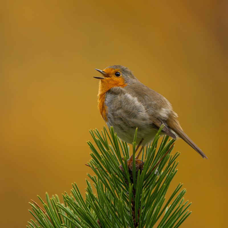 
                  
                    Fotograf der Vogelbilder: Marc Willi, Hobby-Wildlife-Fotograf und Ornithologe aus der Ostschweiz.
                  
                