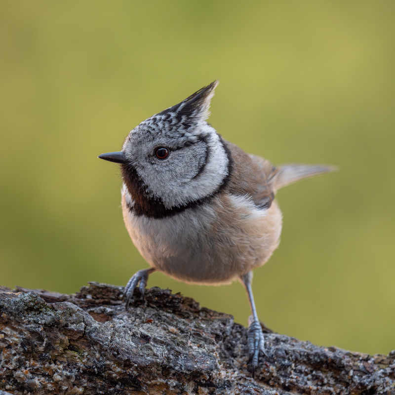 
                  
                    Fotograf der Vogelbilder: Marc Willi, Hobby-Wildlife-Fotograf und Ornithologe aus der Ostschweiz.
                  
                