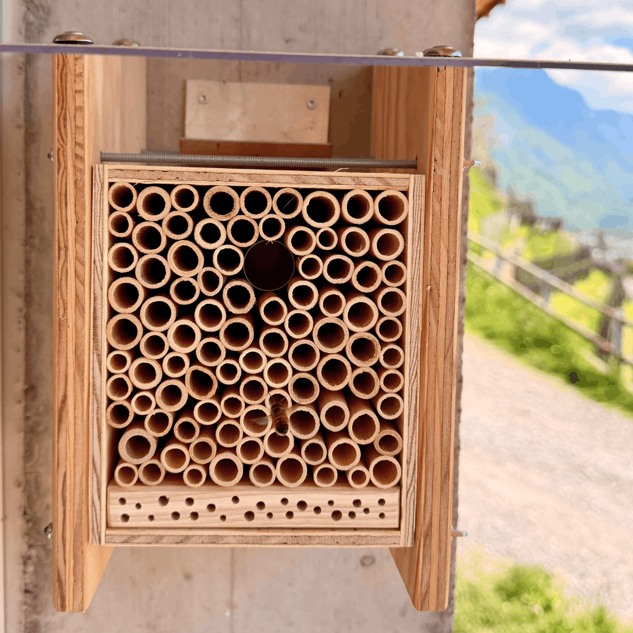 
                  
                    BeeHome Classic Special Edition Diversify
                  
                