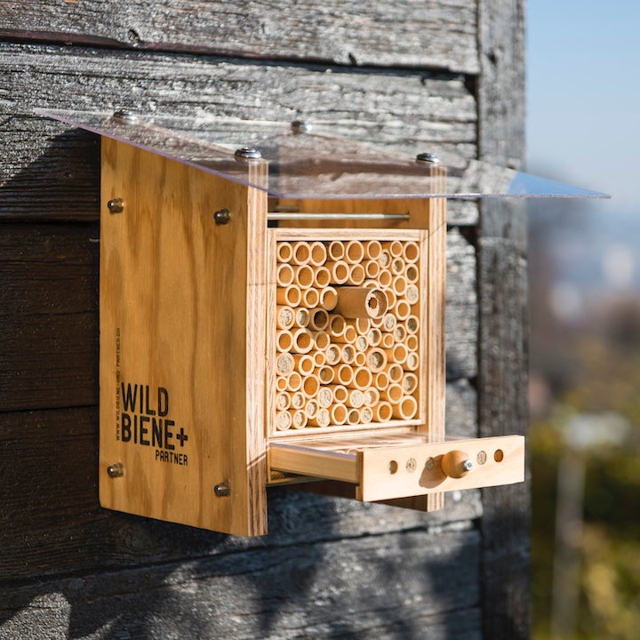 
                  
                    Des abeilles pour l'éducation : BeeHome Observer
                  
                