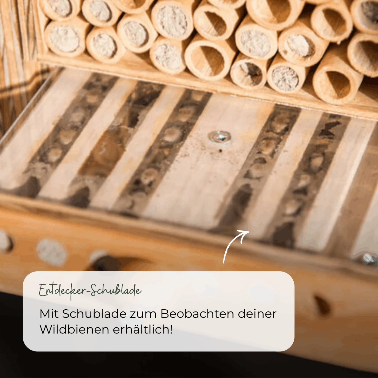 
                  
                    BeeSummer-Set: Bestseller für maximale Artenvielfalt
                  
                