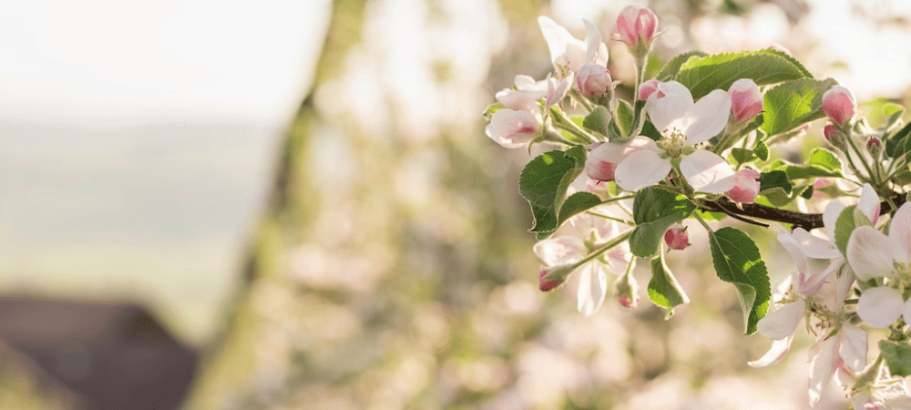 Pollinisation durable chez les arboriculteurs grâce aux abeilles maçonnes