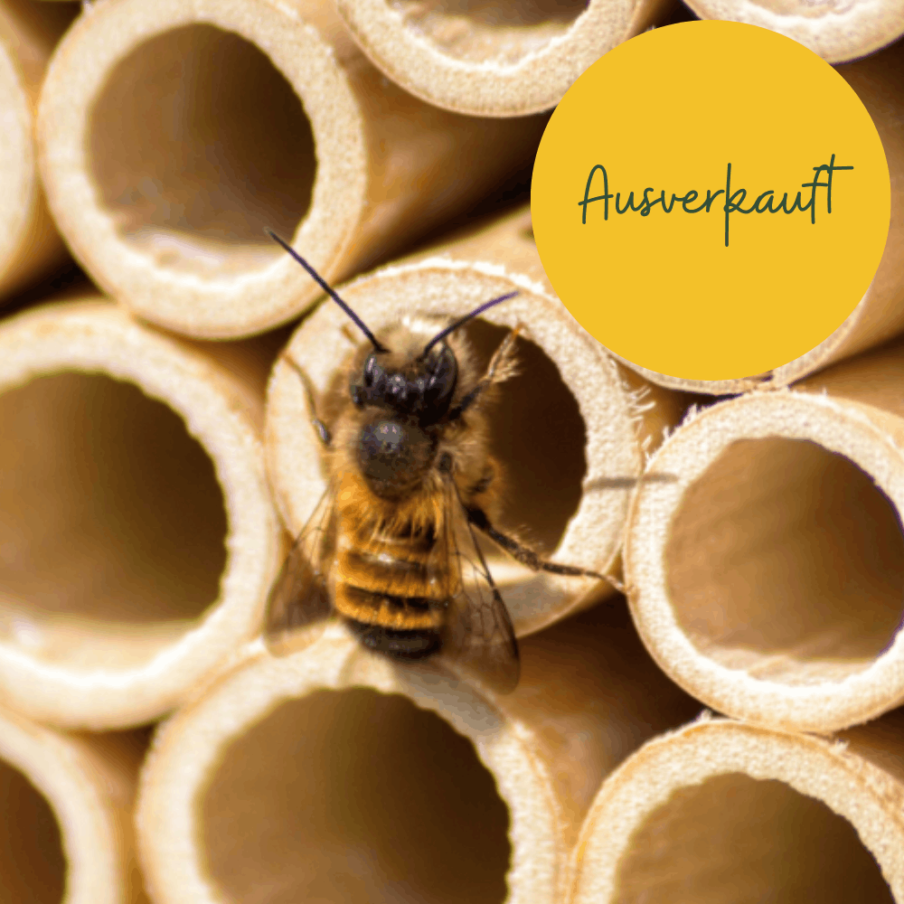 
                  
                    Mason Bee Cocoons - Red Mason Bee
                  
                