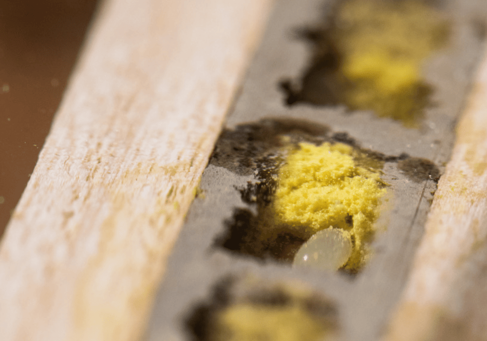 Wildbienen in der Schweiz: Pollen und Ei im Bienenhotel BeeHome Observer