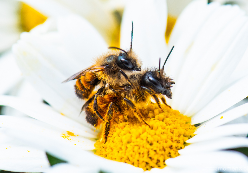 Bienenhotel für Wildbienen: Wildbiene Gehörnte Mauerbiene bei Paarung