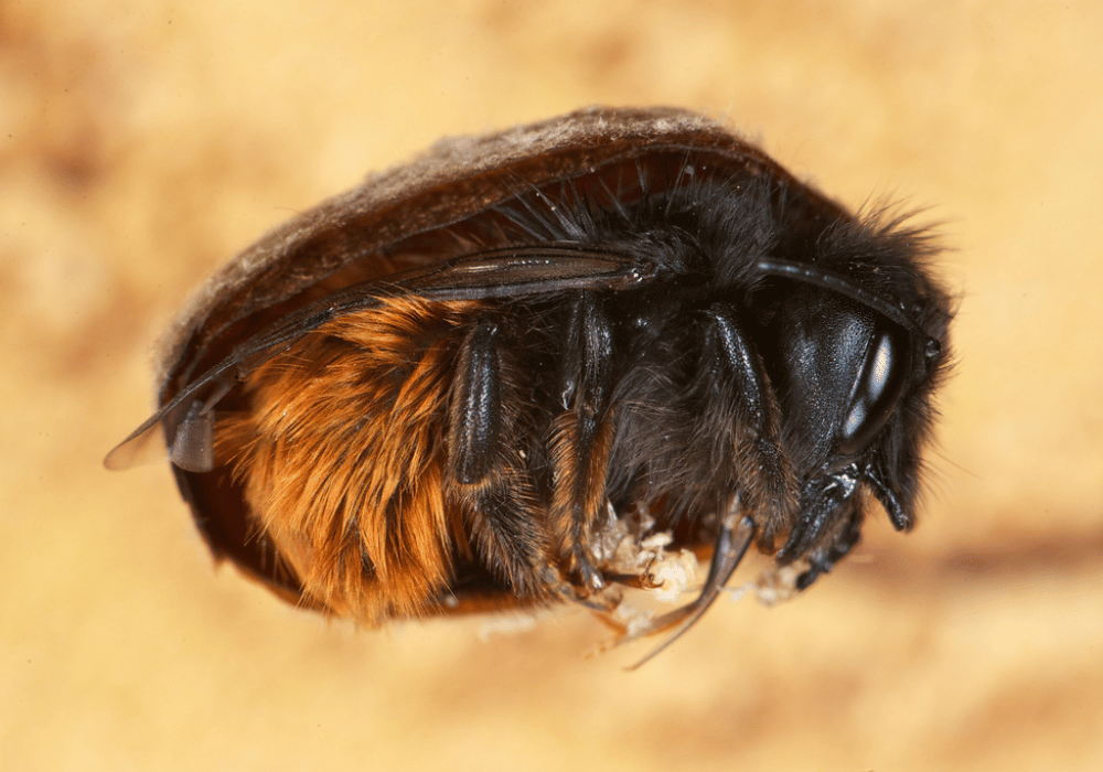 Hôtel pour abeilles sauvages : Abeille sauvage Abeille maçonne cornue nymphose dans un cocon