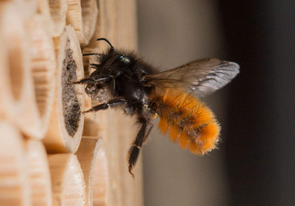 Hôtel pour abeilles sauvages : Abeille sauvage Abeille maçonne cornue avec argile lors de la construction du nid