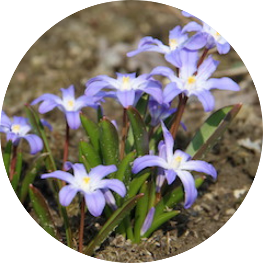 Blaue Schneeglanz, auch Sternhyazinthe (Chionodoxa forbesii)