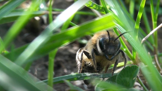 Wildbienen, Bodennister: Wie fördere ich bodennistende Wildbienen?