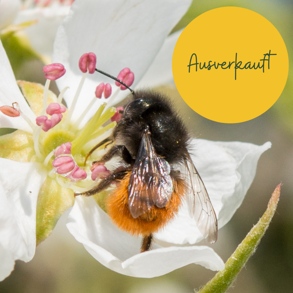 Gehörnte Mauerbiene