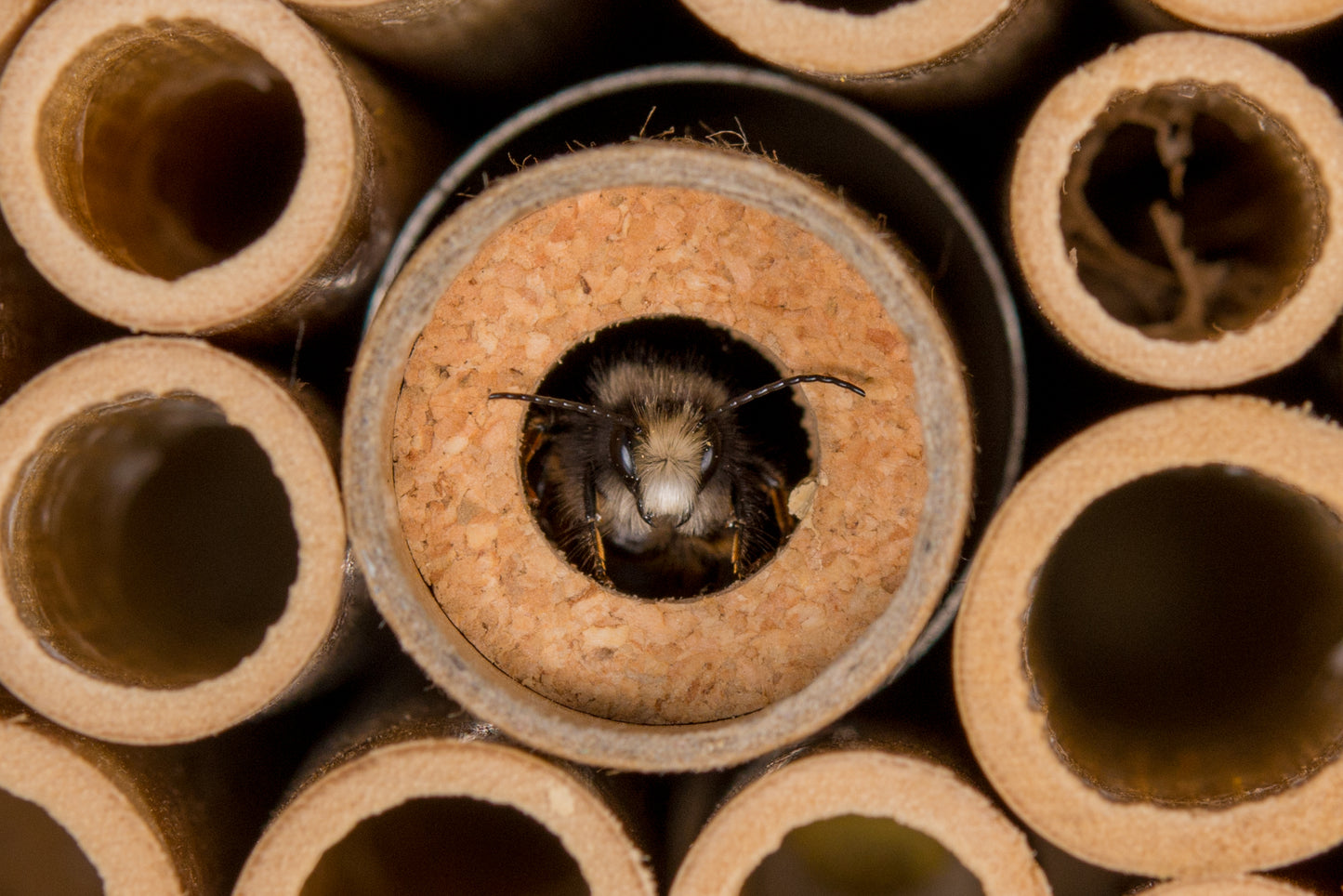 
                  
                    BeeHome Observer
                  
                