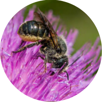 Die Distel-Mauerbiene (Osmia leaiana) ist durch den anhaltenden Vernichtungskampf gegen ihre Hauptnahrungspflanze mittlerweile selten geworden.