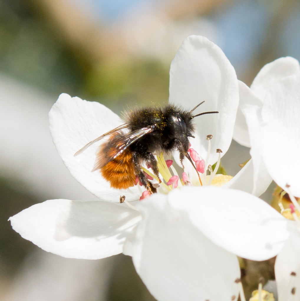 Wildbienen in der Schweiz: Gehörnte Mauerbiene (Osmia Cornuta) - Weibchen auf Birne