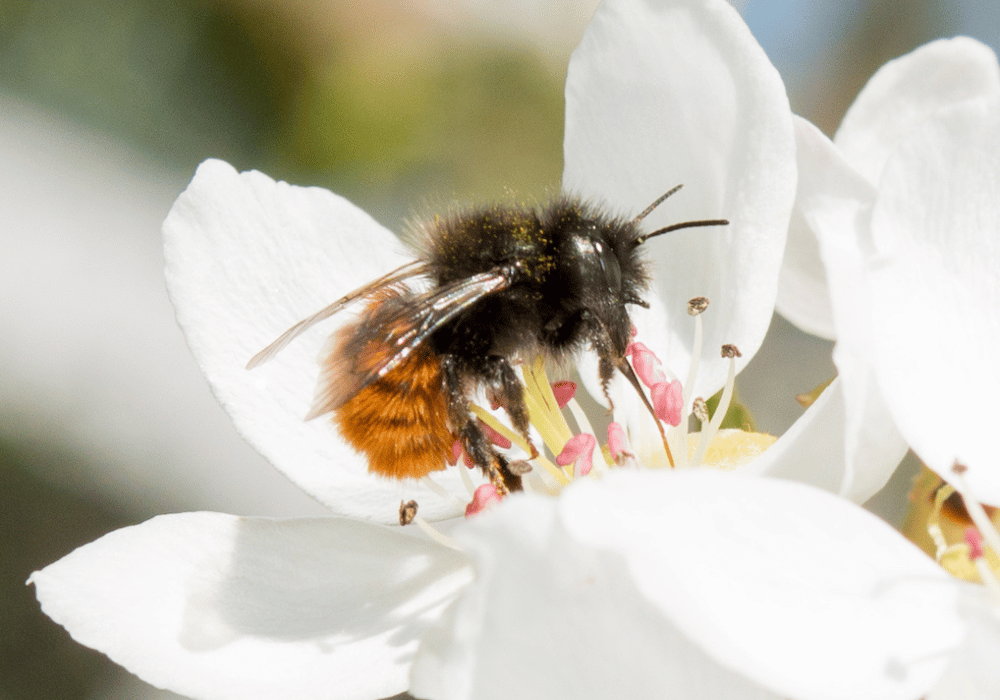 Les abeilles sauvages en Suisse : Abeille maçonne cornue (Osmia Cornuta) - Femelle sur poirier