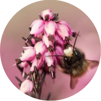Gehörnte Mauerbiene: Die Gehörnte Mauerbiene (Osmia cornuta) ist eine der Arten, die am häufigsten an Nisthilfen beobachtet werden.