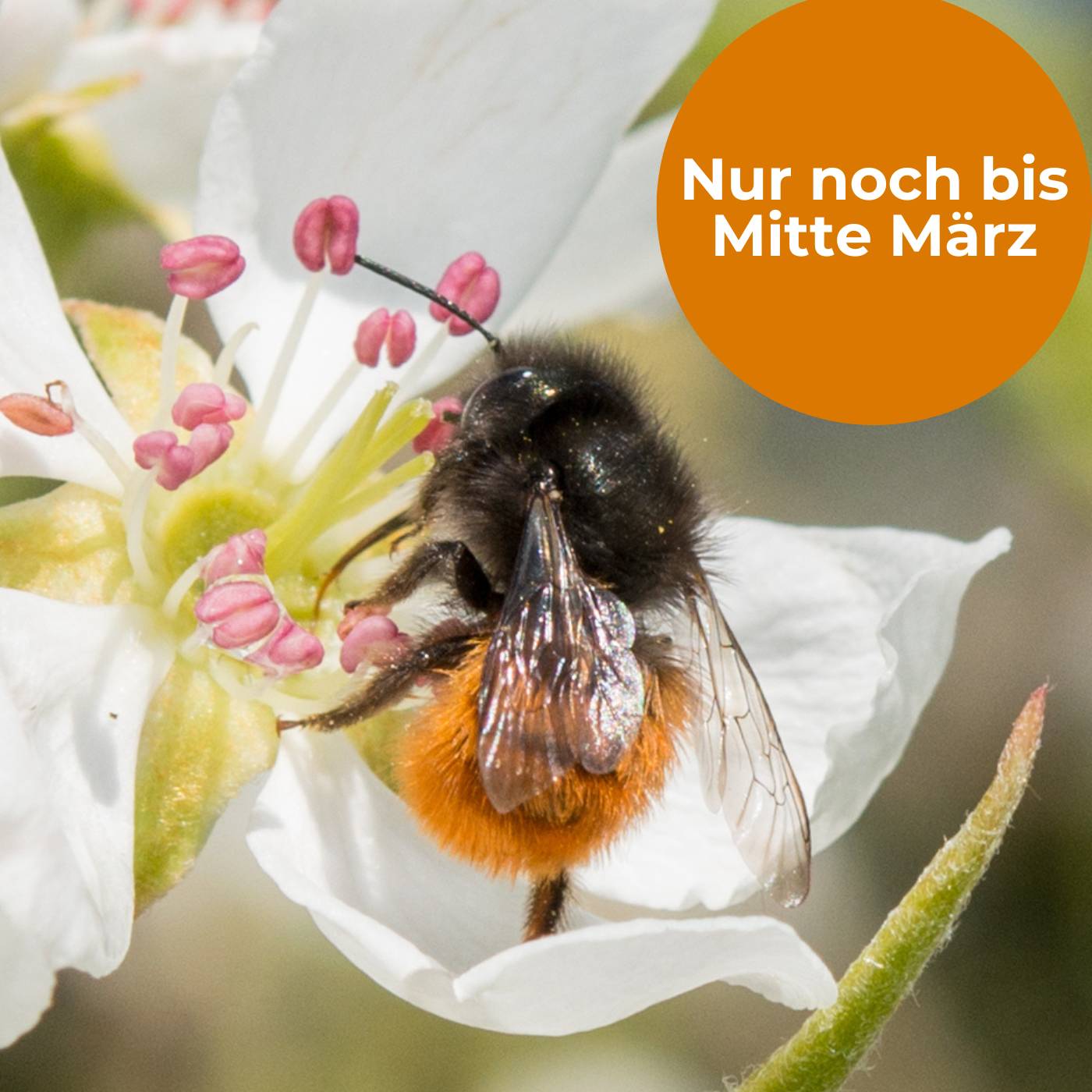 
                  
                    Cocons d'abeilles maçonnes - Abeille maçonne cornue
                  
                