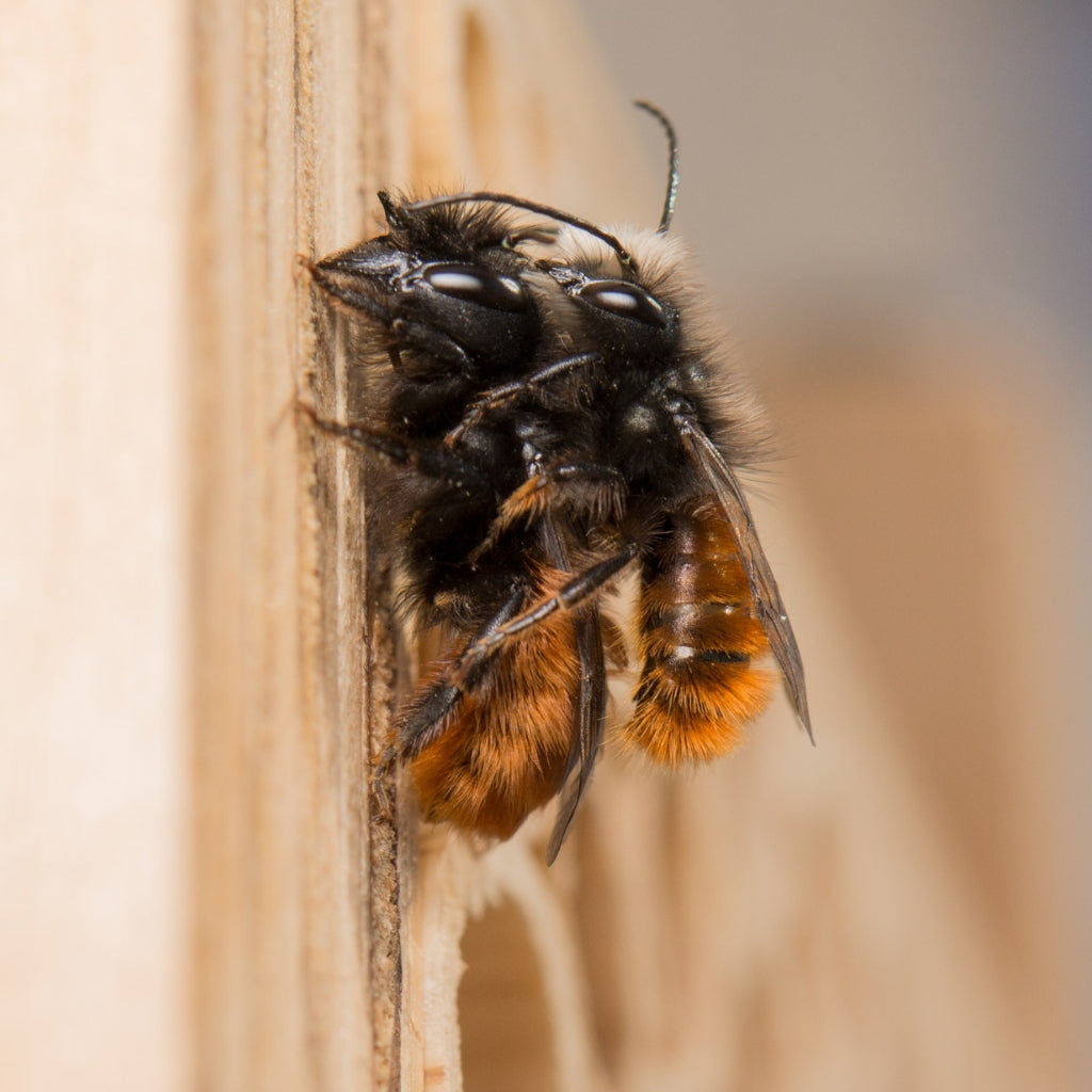 
                  
                    Cocons d'abeilles maçonnes - Abeille maçonne cornue
                  
                