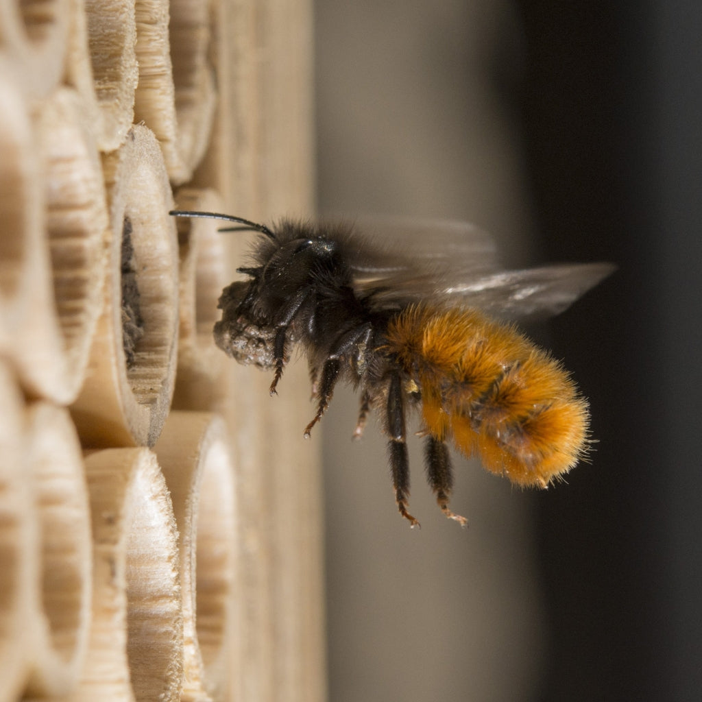 
                  
                    Cocons d'abeilles maçonnes - Abeille maçonne cornue
                  
                