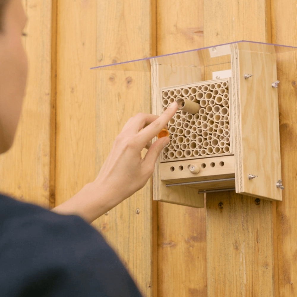 
                  
                    Cocons d'abeilles maçonnes - Abeille maçonne cornue
                  
                