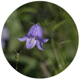 La campanule à feuilles rondes (Campanula rotundifolia) est une petite fleur très polyvalente : elle se plaît dans tous les environnements. Avec ses petites fleurs bleues, elle est très esthétique ce qui en fait une décoration élégante pour le balcon et le jardin.