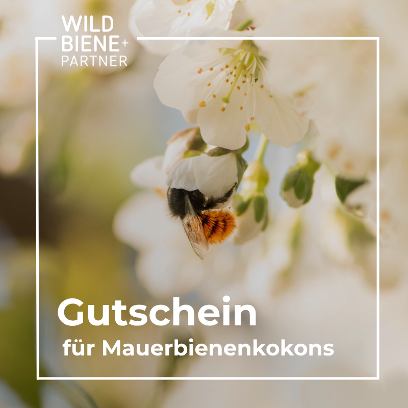 
                  
                    Voucher for Mason Bee Cocoons
                  
                