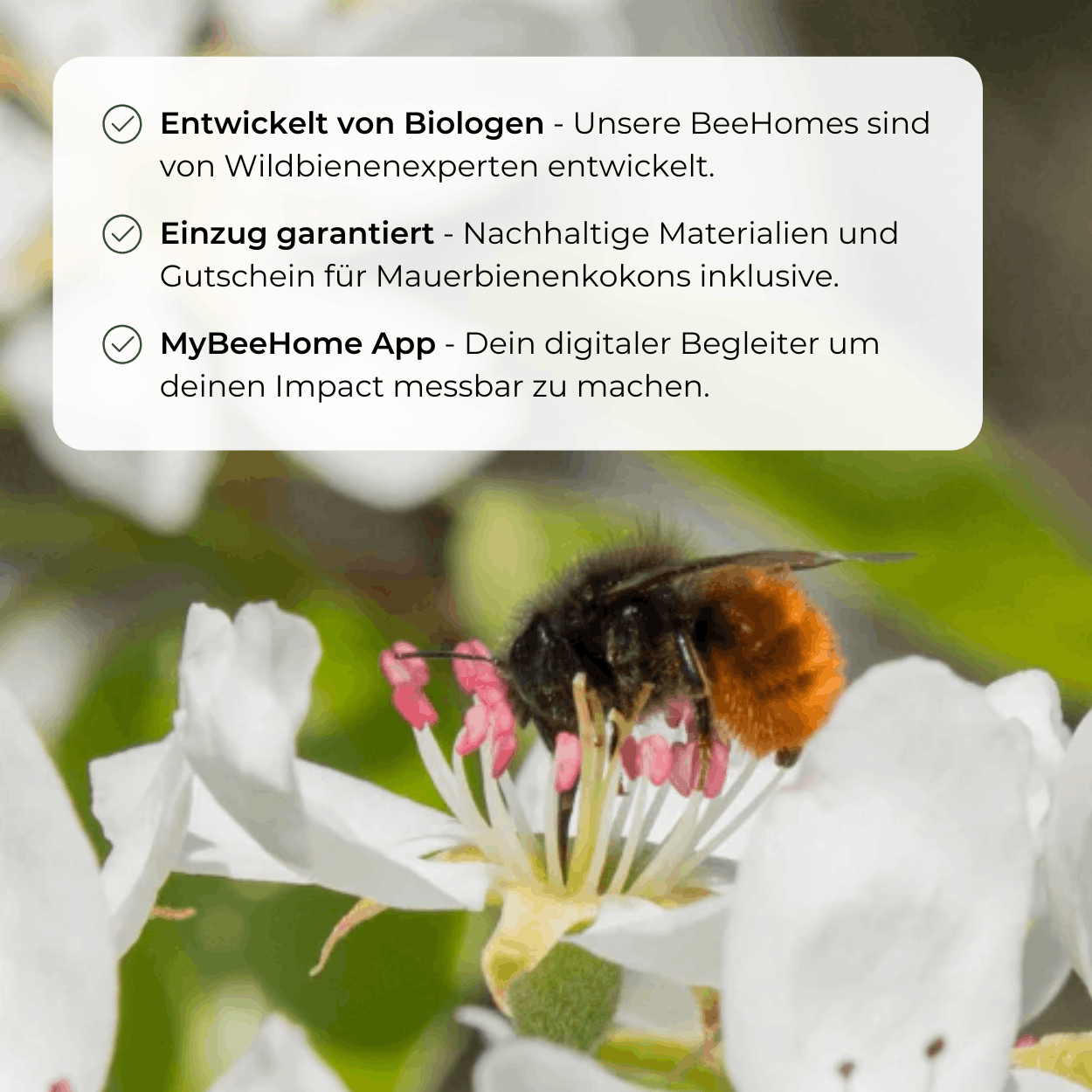
                  
                    BeeSummer-Set: Bestseller für maximale Artenvielfalt
                  
                