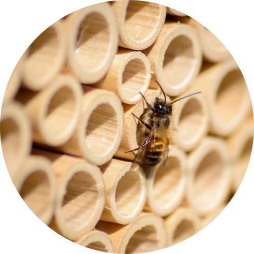 Wildbienen in der Schweiz: Mauerbiene auf Rieseschilfröhrchen