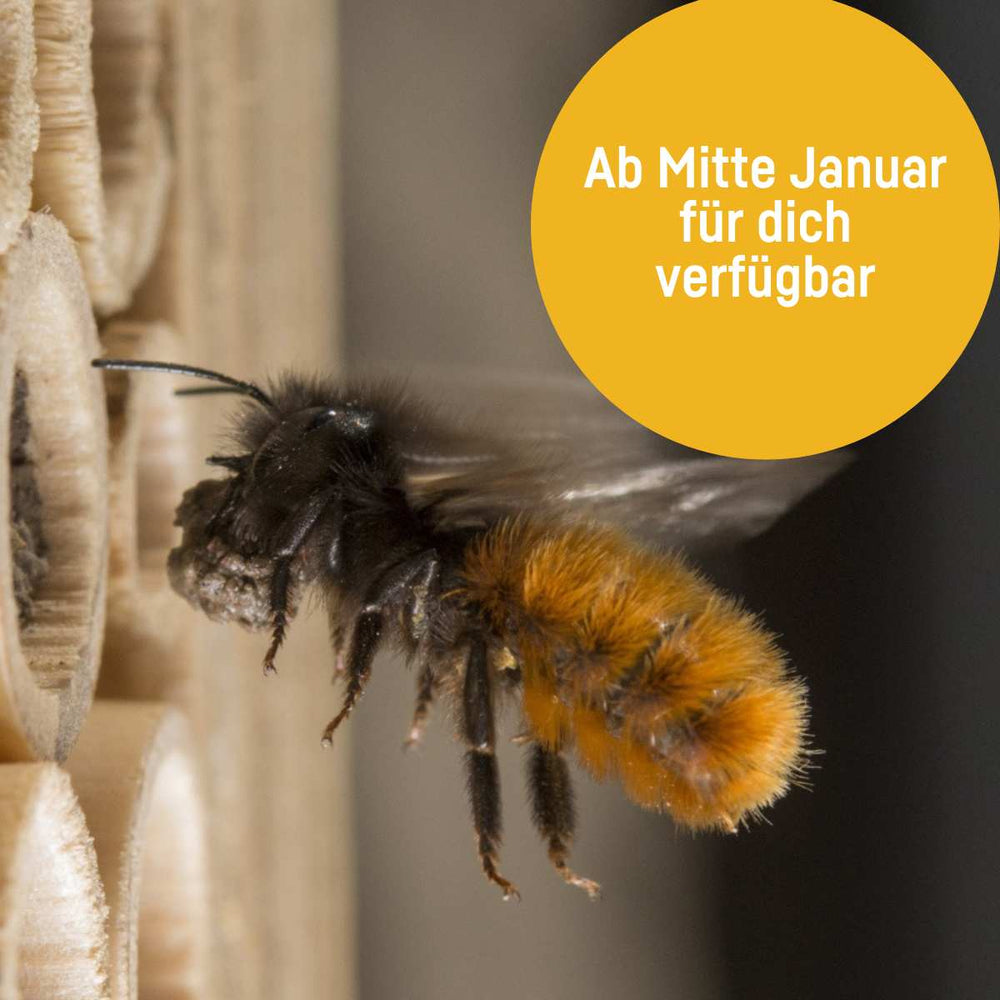 Cocons d'abeilles maçonnes - Abeille maçonne cornue