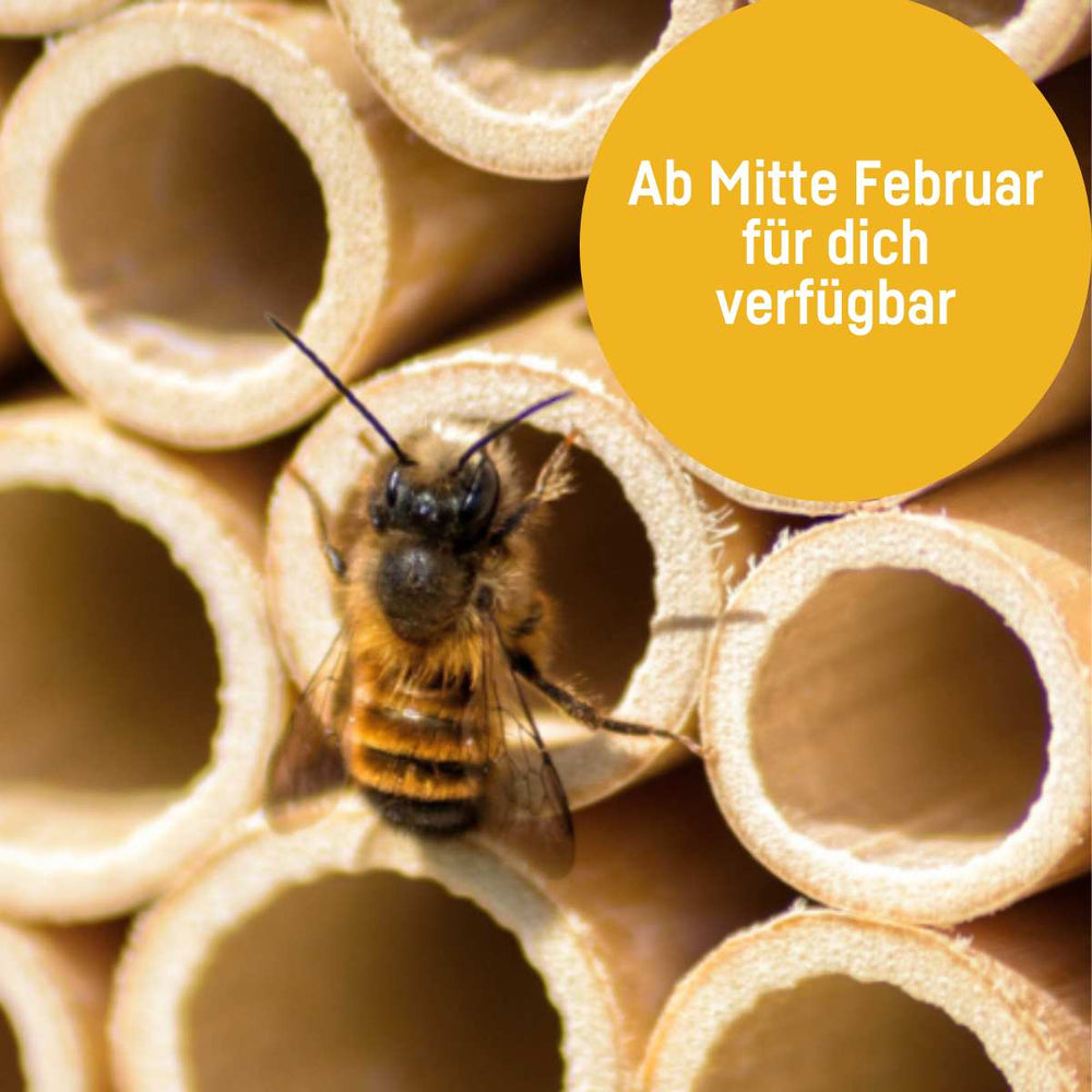 Cocons d'abeilles maçonnes - abeille maçonne rousse