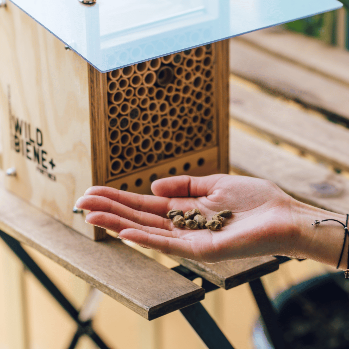 Mauerbienenkokons auf der Hand mit Bienenhotel im Hintergrund