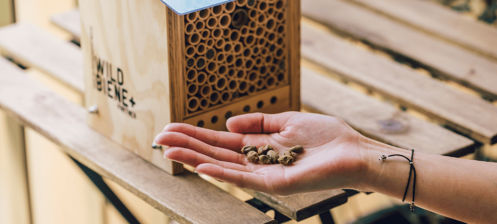 Cocons d'abeilles maçonnes sur la main avec hôtel à abeilles en arrière-plan