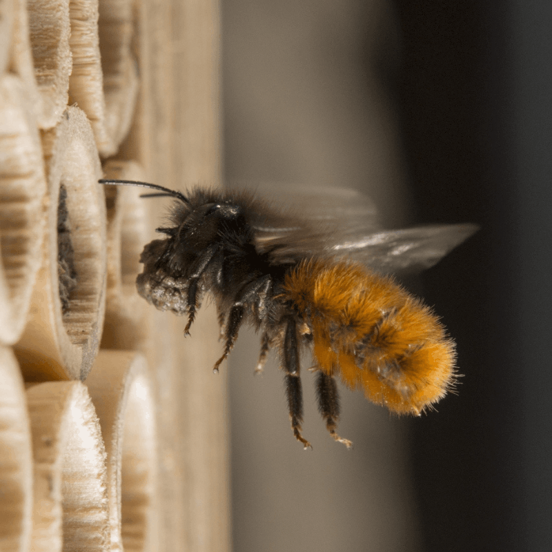 Cocons d'abeilles maçonnes - Abeille maçonne cornue