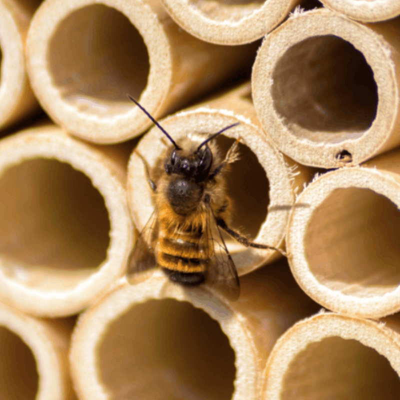 Cocons d'abeilles maçonnes - abeille maçonne rousse