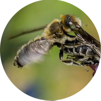 Natterkopf-Mauerbiene: Durch die strenge Spezialisierung auf den Gemeinen Natterkopf ist die Natterkopf-Mauerbiene (Hoplitis adunca) auf das Vorkommen dieser Pflanze angewiesen.