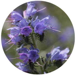 Natterkopf: Wenn du den Natterkopf (Echium vulgare) einmal in deinem eigenen Garten oder auf deiner Terrasse erlebt hast, möchtest du ihn nie mehr missen: Er veranstaltet von Mai bis Juli ein wahres Feuerwerk an Blau und Violett.