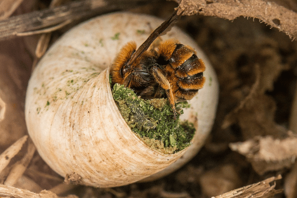 Wildbienen in der Schweiz: Nest von Zweifarbiger Schneckenhausbiene (Osmia Bicolor)